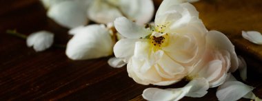 Güzel uçan açık pembe gül ve koyu ahşap arka planda taç yaprakları.