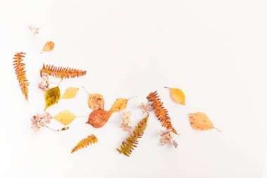 Sonbahar kompozisyonu. Sonbaharda çok renkli yapraklardan ve beyaz arka planda çiçeklerden yapılmış çerçeve. Sonbahar, sonbahar konsepti. Düz konum, üst görünüm, kopyalama alanı