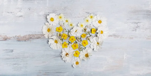 Beyaz Cosmea Cosmos çiçekleri düğün için romantik arka plan. Düz yatış, üst görünüm.