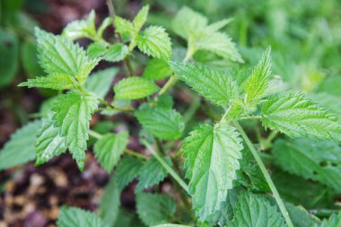 Yaygın ya da İğneleyici Nettle, Urtica dioica, küçük bitki makrosu, seçici odak
