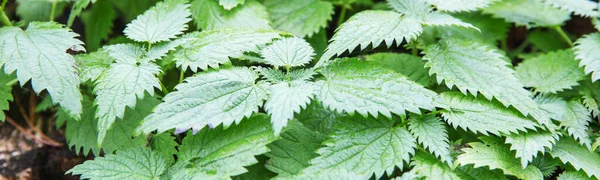 Common or Stinging Nettle, Urtica dioica, small plant macro, selective focus — Stock Photo, Image