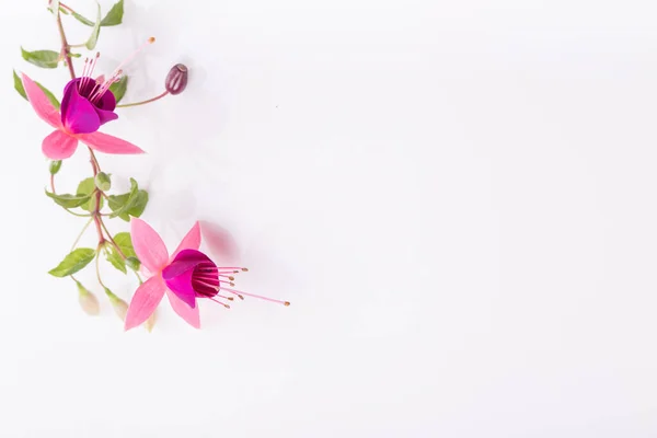 Rózsaszín fukszia virágok csoportja, fehér alapon elszigetelve. Felülnézet, lapos fekvés. — Stock Fotó