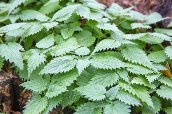 Common or Stinging Nettle, Urtica dioica, small plant macro, selective focus — Stock Photo, Image