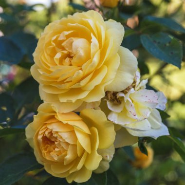 Güneşli bir günde sonbahar bahçesinde çiçek açan sarı İngiliz gülleri. Rose Graham Thomas.