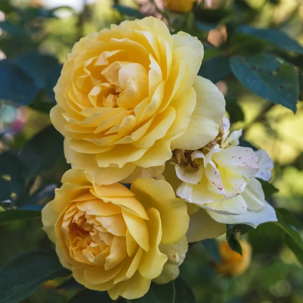 Blooming yellow English roses in autumn garden on a sunny day. Rose Graham Thomas. — Stock Photo, Image