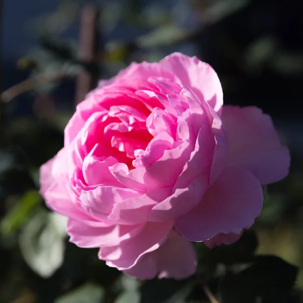 Blooming midlere rosa engelske roser i høsthagen på en solrik dag. Rose, den gamle marinesoldaten. – stockfoto