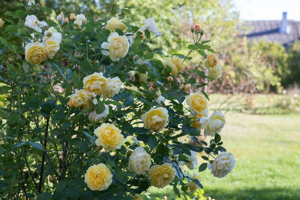 Blooming yellow English roses in autumn garden on a sunny day. Rose Graham Thomas. — Stock Photo, Image
