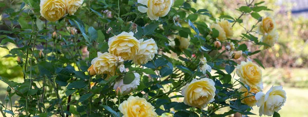 Blooming yellow English roses in autumn garden on a sunny day. Rose Graham Thomas. — Stock Photo, Image