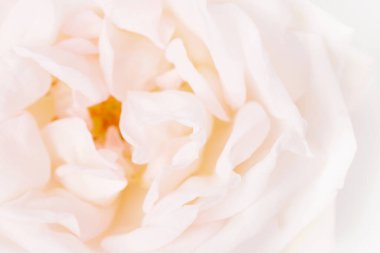 Güzel pembe gül, yakın çekim, makro fotoğraf.