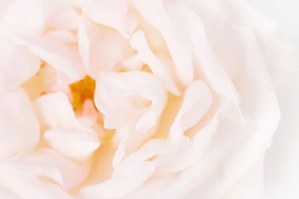 Lovely pink rose close up, macro photo — Stock Photo, Image