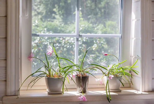 Janela branca com mosquiteiro em uma casa de madeira rústica com vista para o jardim. Plantas de casa e uma lata de rega no peitoril da janela. — Fotografia de Stock