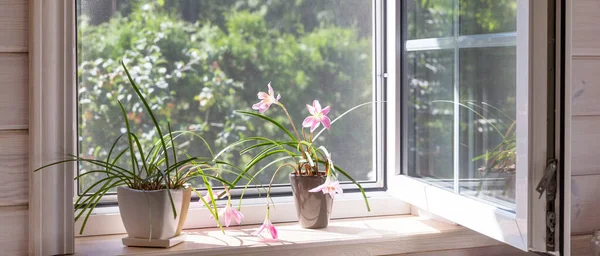 Ventana blanca con mosquitero en una casa de madera rústica con vistas al jardín. Plantas domésticas y una regadera en el alféizar de la ventana. — Foto de Stock