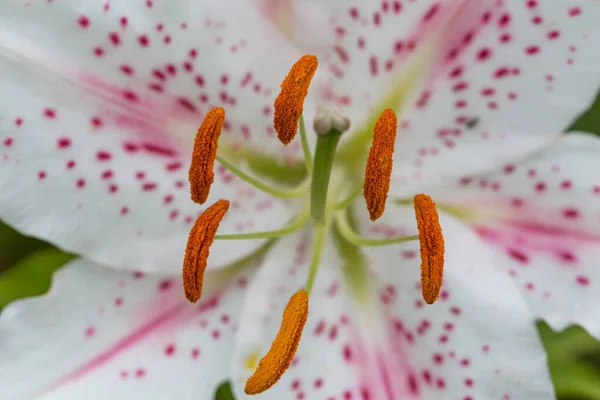 Hermoso lirio blanco con puntos púrpura en primer plano jardín de verano, un símbolo de pureza y ternura — Foto de Stock