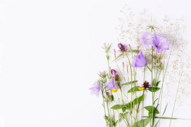 Çiçek desenli kır çiçekleri, yeşil yapraklar, beyaz arka planda dallar. Düz yatış, üst görünüm.