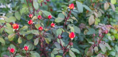 Kırmızı ve sarı gül tomurcuklu panoramik çiçek pankartı, doğal yeşil yapraklar, bahçe arka planı, mevsimsel çiçek, romantik doğa konsepti, ekolojik çiçek tasarımı, bahar yaz mevsimi, geniş format