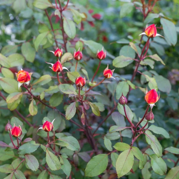 Kare çiçekli kırmızı ve sarı gül tomurcukları, doğal yeşil yapraklar, mevsimlik çiçekler, romantik çiçekler, bahçe doğası dokusu, çevre dostu çiçek kavramı, bahar dekoratif çerçevesi