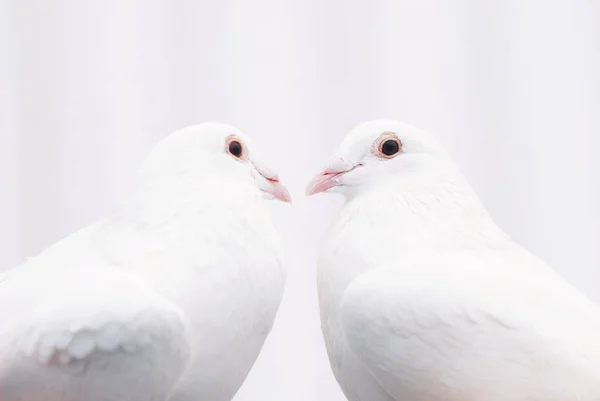 Dois Pombos Pássaros Amorosos Brancos Conceito Par Amor — Fotografia de Stock