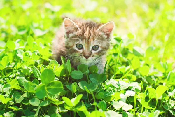 Lindo Gatito Jugando Hierba Verde —  Fotos de Stock