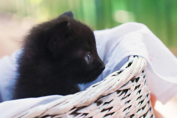 Cute Black Kitten Basket Summer Little Cat Pets Care Concept — Stock Photo, Image