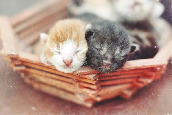 Lindos Gatitos Recién Nacidos Cesta Bajo Sol Verano Gato Pequeño — Foto de Stock