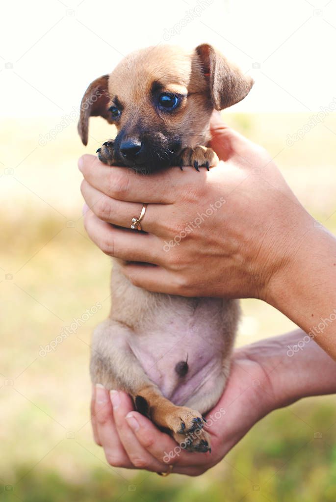 Cute little Puppy Outdoors - Pets Care Concept