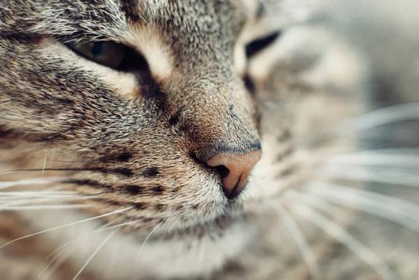 Primer Plano Retrato Hermosa Tabby Cat Cuidado Mascotas —  Fotos de Stock