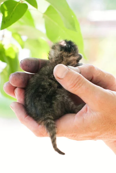 Sevimli Küçük Kedi Yavrusu Insan Eli Tekir Kedi Evde Beslenen — Stok fotoğraf