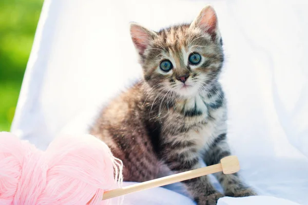 Cute Little Kitten Playing Knitting Tabby Cat — Stock Photo, Image