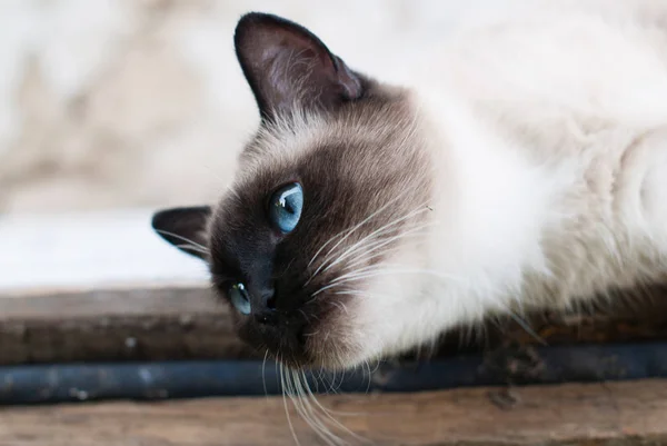 Piękny Siamese Rasowe Zwierzę Kot Niebieskimi Oczami Koncepcja Opieka Zwierzęta Zdjęcia Stockowe bez tantiem