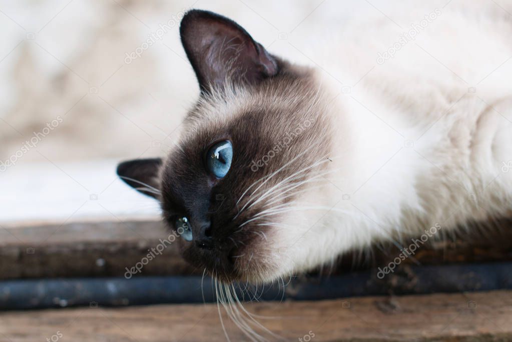 Beautiful Siamese Purebred Cat with Blue Eyes - Pets Care Concept