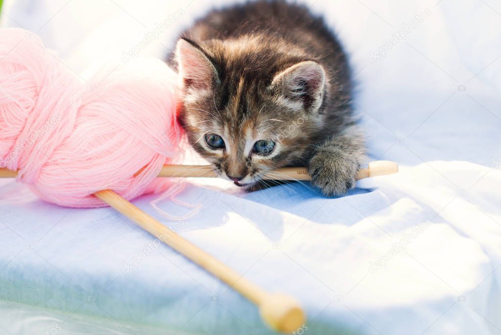 Cute little kitten playing with knitting - tabby cat