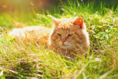 Yaz - şirin kırmızı açık havada yürüyen kedi - yeşil çim kedi evcil hayvan bakım kavramı