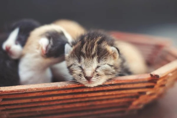 Söta Nyfödda Kattungar Korg Baby Cat Husdjur Vård Konceptet Familjen — Stockfoto