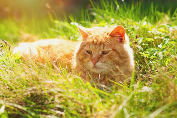 야외에서 귀여운 잔디에 고양이 — 스톡 사진
