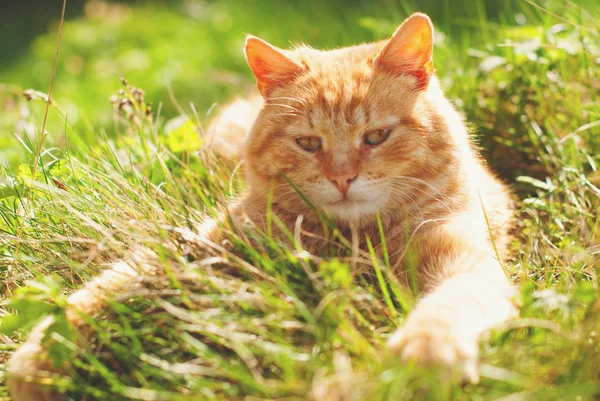Cat in the Green Grass in Summer - Cute Red Cat walking outdoors - Pets Care Concept