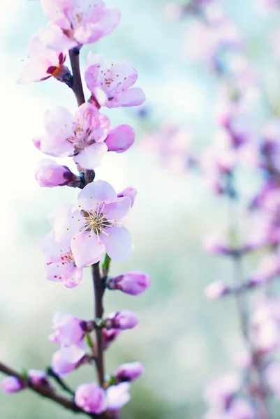 Bakgrund Blommande Träd Blossoms Natur Bakgrund Vårblommor — Stockfoto