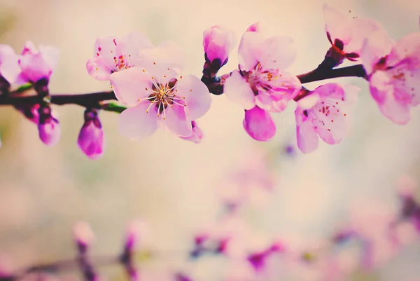 Bakgrund Blommande Träd Blossoms Natur Bakgrund Vårblommor — Stockfoto