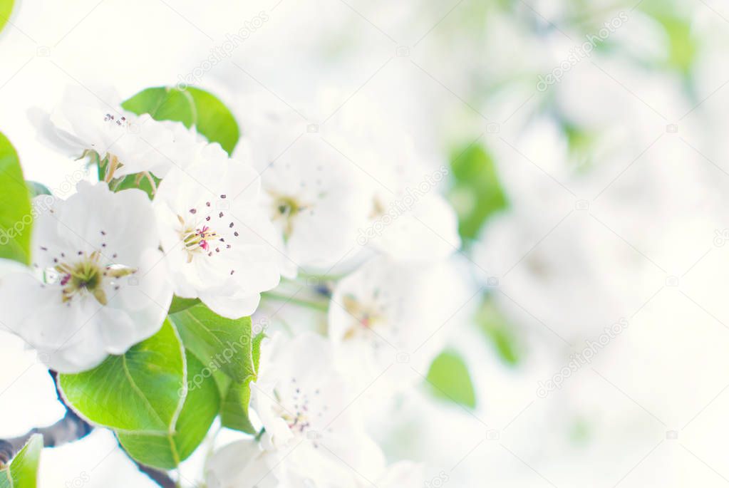 Spring Background - Blooming Trees - Blossoms - Nature background - Flowers