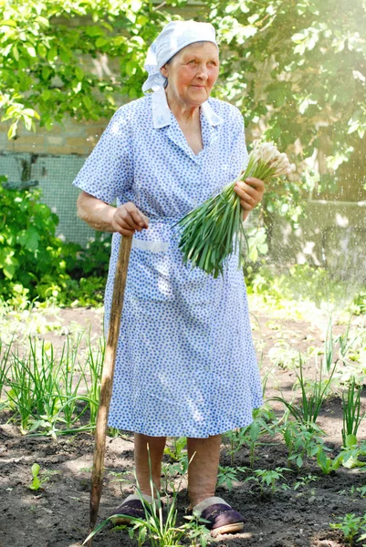 Senior Kvinna Som Arbetar Trädgården Trädgårdsskötsel Hälsosam Livsstil — Stockfoto