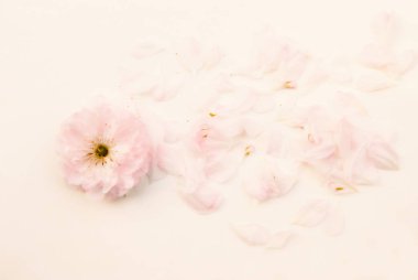 Yaz arka plan - doğa arka plan