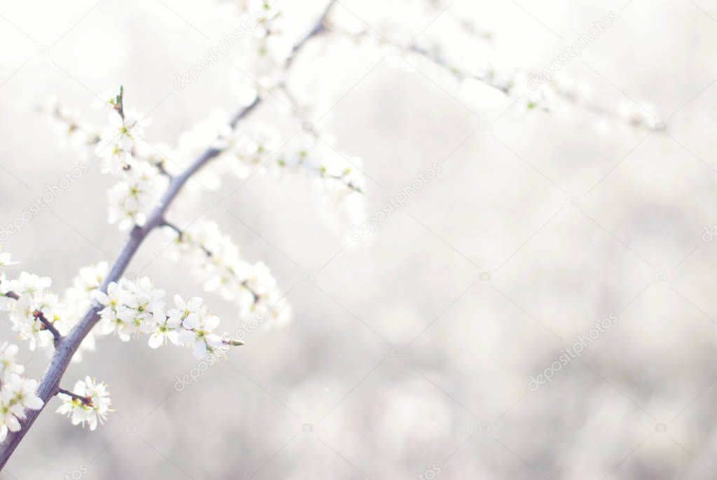 Spring Background - Blooming Trees - Blossoms