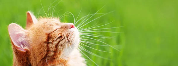 Yeşil çim kedi - afiş - web başlık şablonu