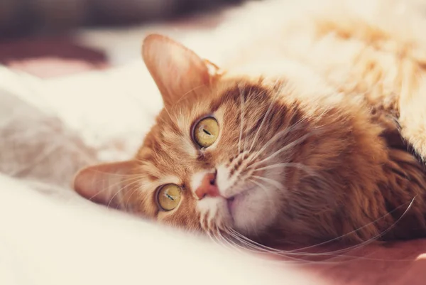 Lindo gato - Hermoso gato rojo con ojos amarillos Imágenes de stock libres de derechos