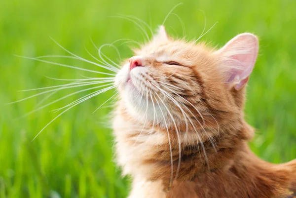 Cat in the Green Grass in Summer Stock Photo