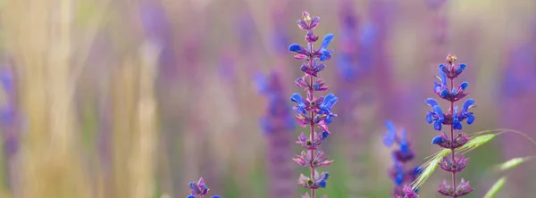 Arrière-plan nature - bannière - modèle d'en-tête web — Photo