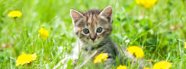 Lindo gatito en hierba verde - bandera - plantilla de encabezado web —  Fotos de Stock