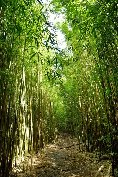 Шлях Через Щільний Бамбуковому Лісі Мауї Гаваї Сша — стокове фото