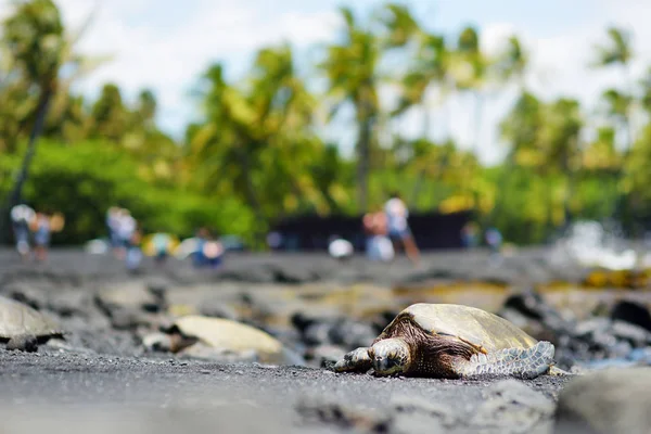 Hawaii Zöld Teknősök Punaluu Fekete Homokos Strand Big Island Hawaii — Stock Fotó