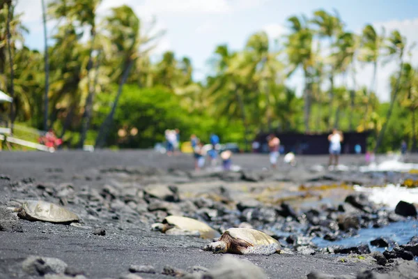 Hawaiian Yeşil Kaplumbağa Punaluu Siyah Kum Plajı Üzerinde Büyük Hawaii — Stok fotoğraf