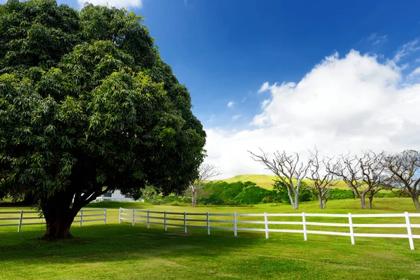 Reuze Mangoboom Buurt Van Witte Hek Zuiden Van Big Island — Stockfoto